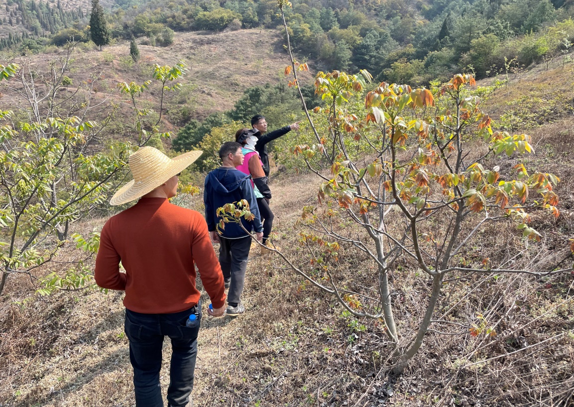 公司领导及各监理部负责人对大石庄林地进行勘察调研